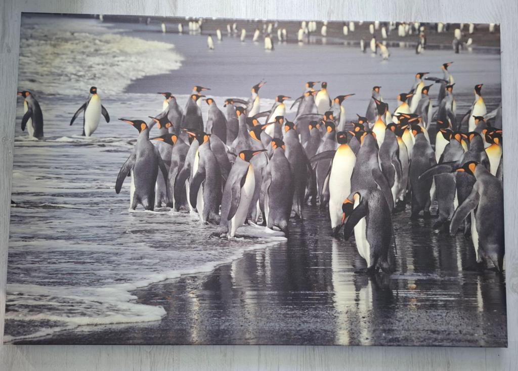Canvas Schilderij Pinguïns op het Strand, Ophalen, Gebruikt, 75 tot 100 cm, Schilderij