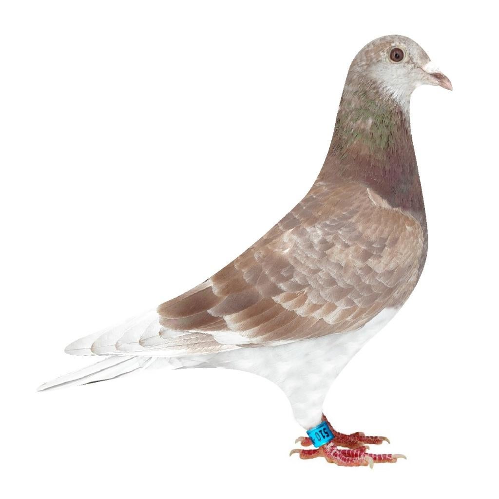 Jongduif Adri van der Linden X Jan Hooymans -New Harry, Dieren en Toebehoren, Vogels | Duiven, Mannelijk, Postduif