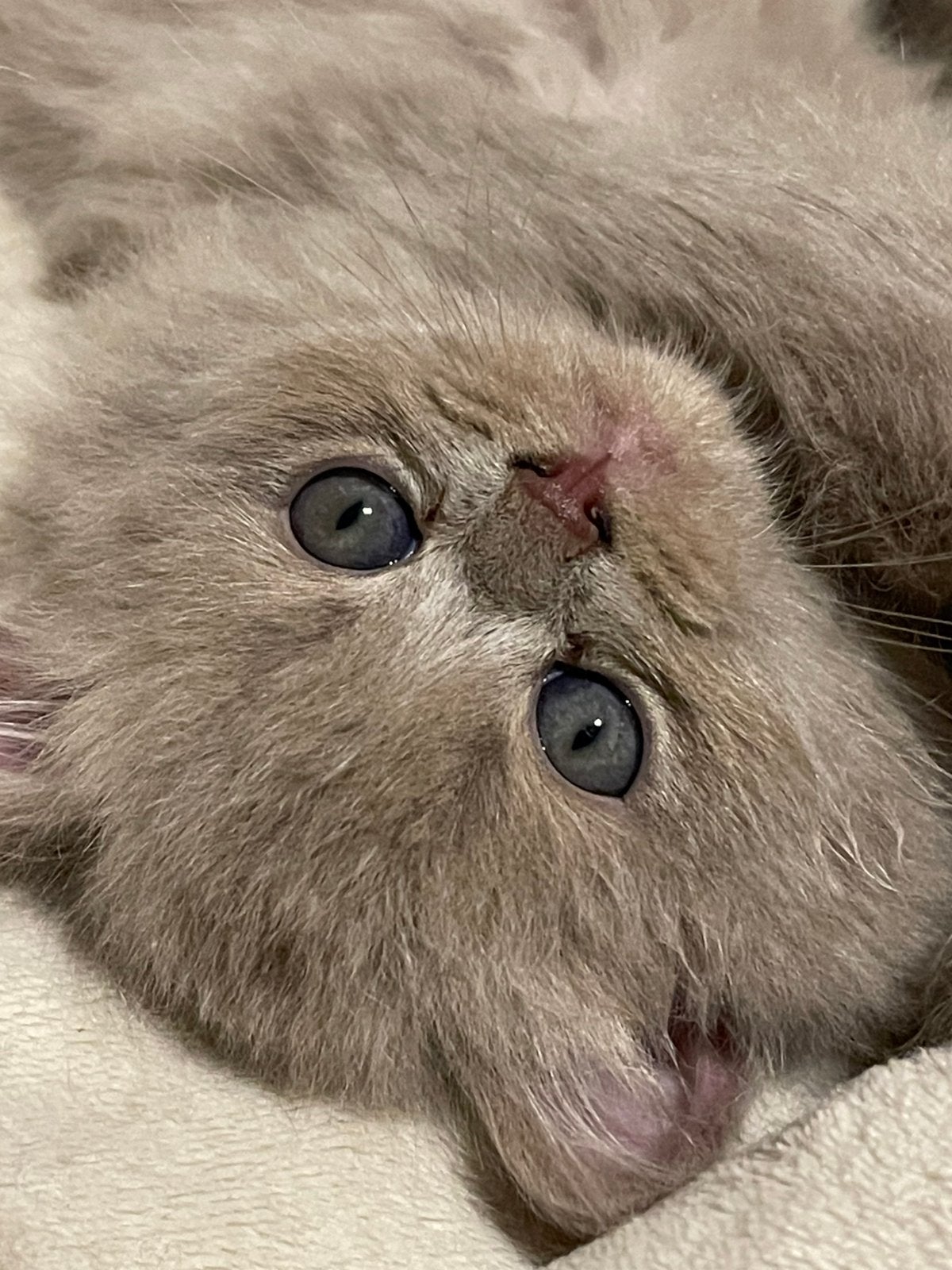 Mooie langhaar kittens, Dieren en Toebehoren, Katten en Kittens | Raskatten | Korthaar, Meerdere dieren, Ingeënt