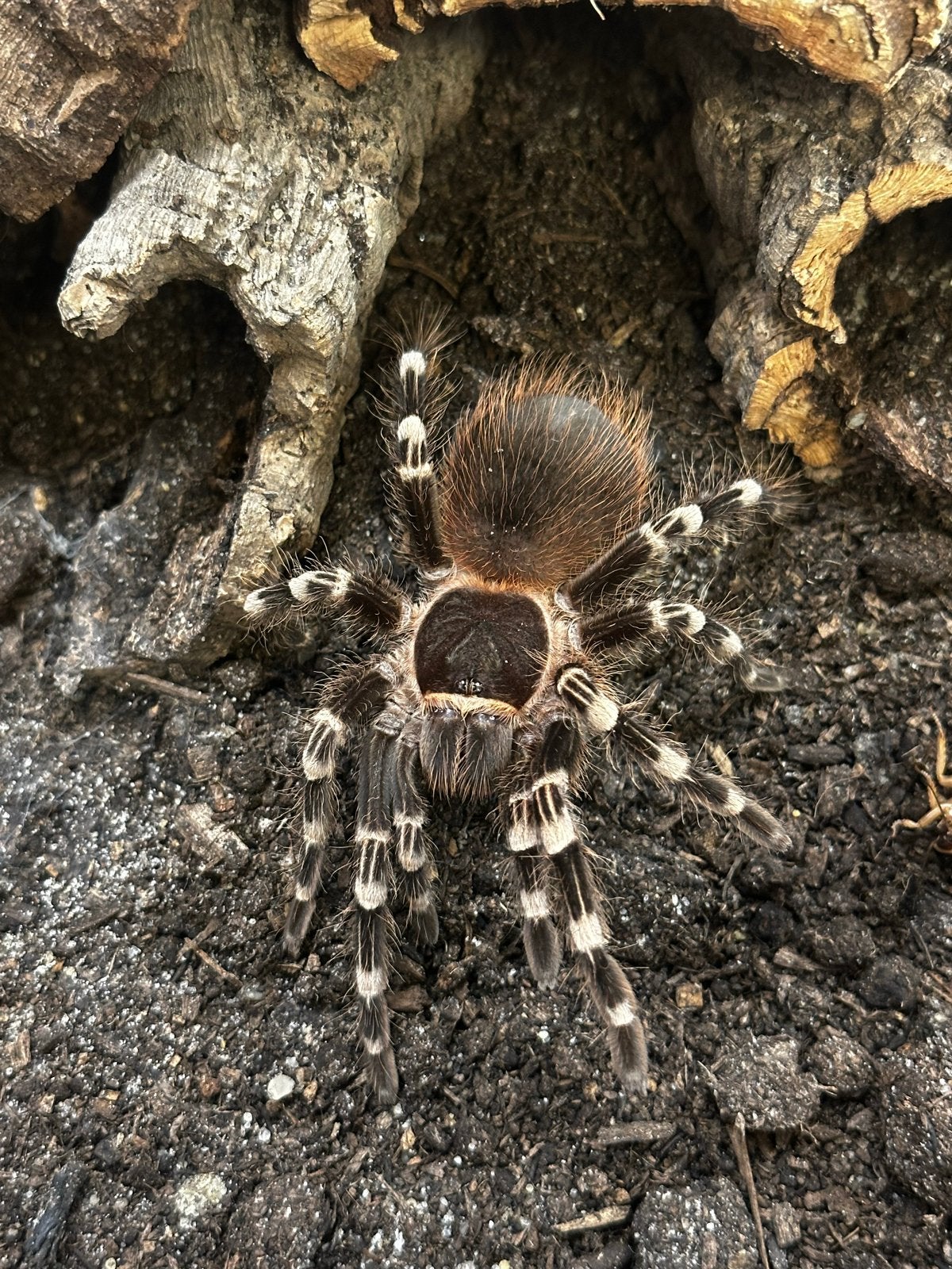 Acanthoscurria geniculata (9 CM), Dieren en Toebehoren, Spin of Schorpioen