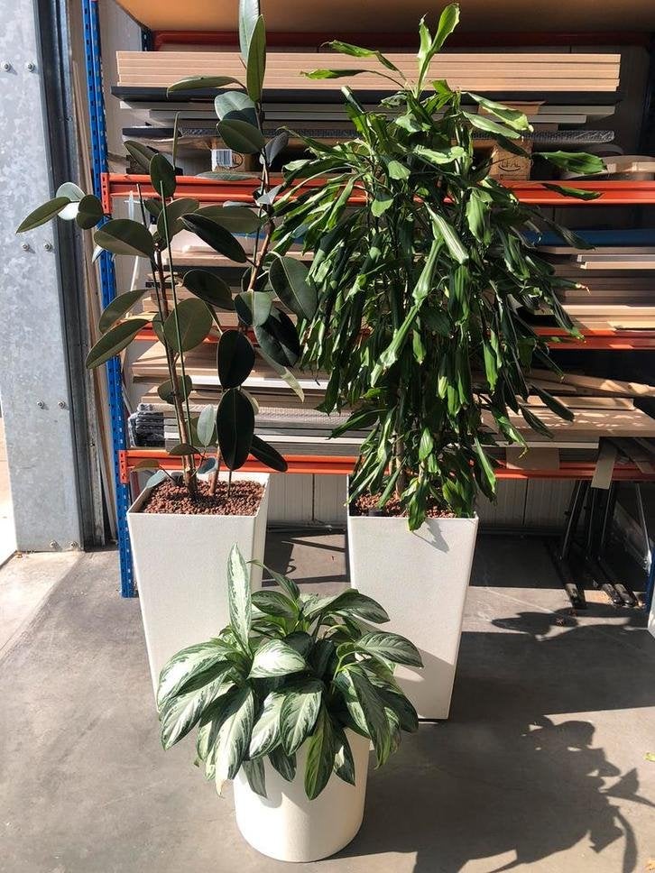 Mooie hydrocultuur planten/ kantoor planten, Huis en Inrichting, Ophalen of Verzenden, Overige soorten, In pot, 100 tot 150 cm