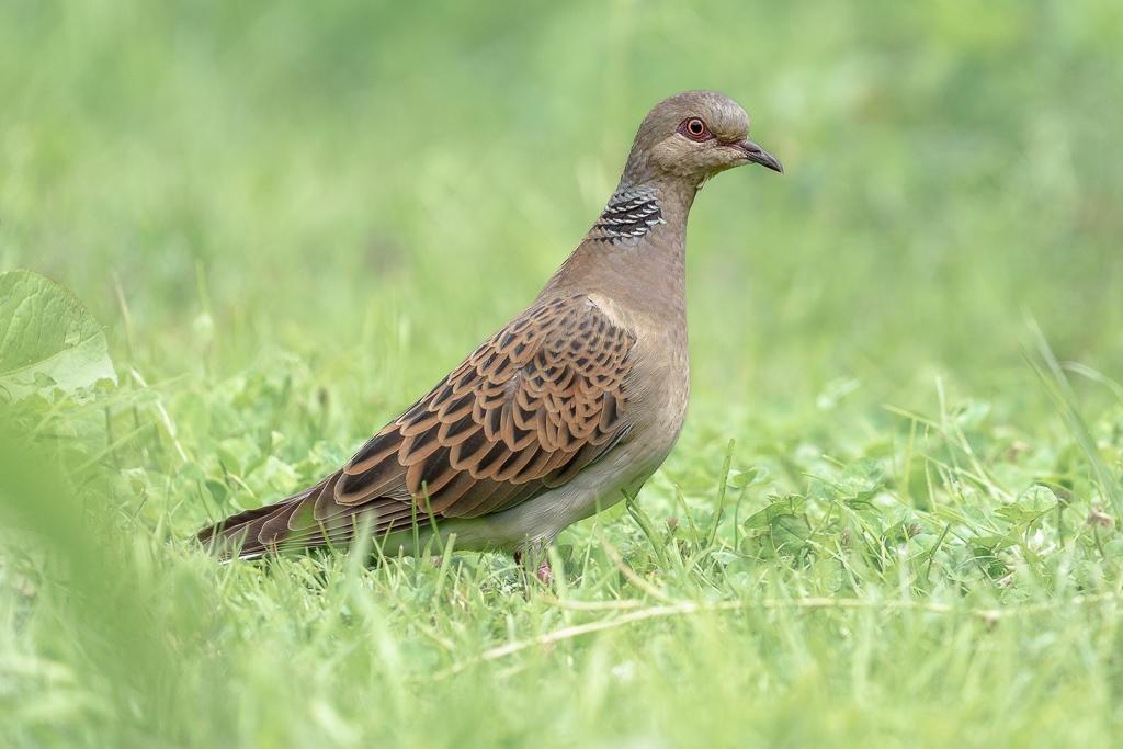 Gezocht koppel zomertortels, Meerdere dieren