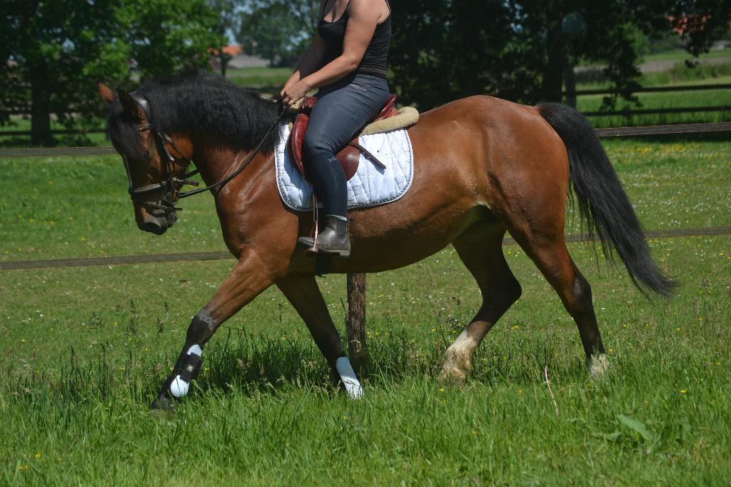 Leuke allround merrie, Dieren en Toebehoren, Pony's, Merrie, B, 3 tot 6 jaar, Recreatiepony
