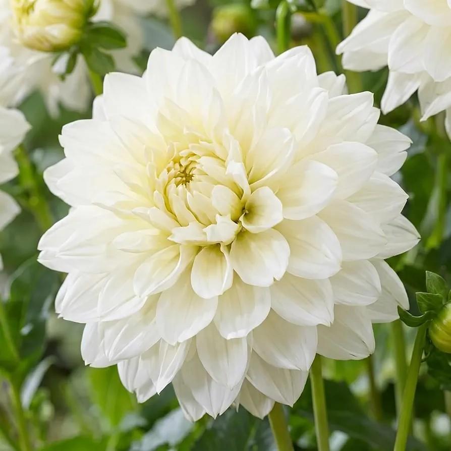Witte dahlia's, Tuin en Terras, Bloembollen en Zaden, Knol, Voorjaar, Volle zon, Ophalen