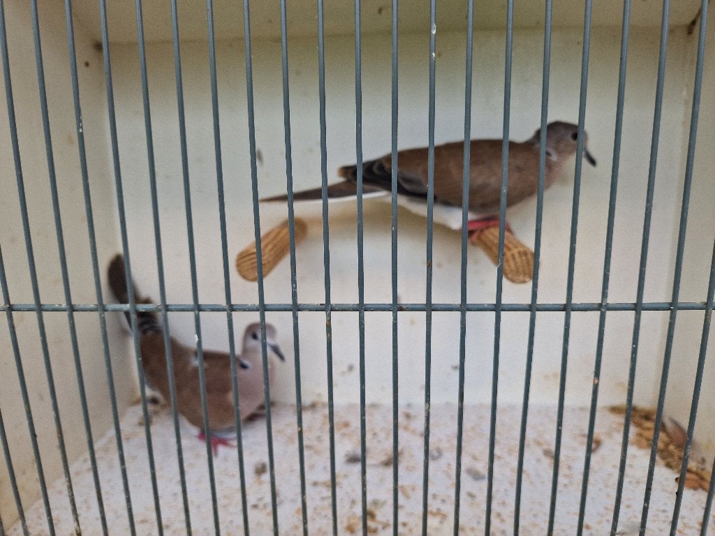 Tortelduiven., Meerdere dieren, Tortelduif
