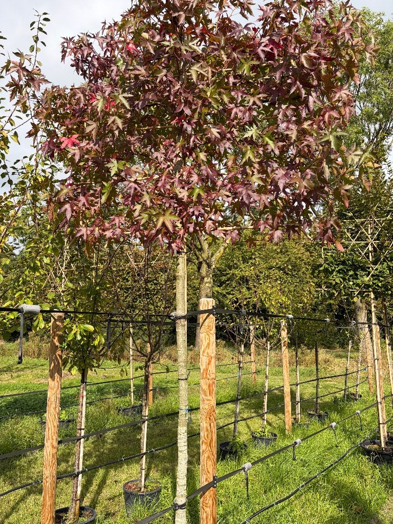 Liquidambar 'Worplesdon' leiboom | Amberboom | Leiboom, Tuin en Terras, In pot, Herfst, Leiboom, Halfschaduw