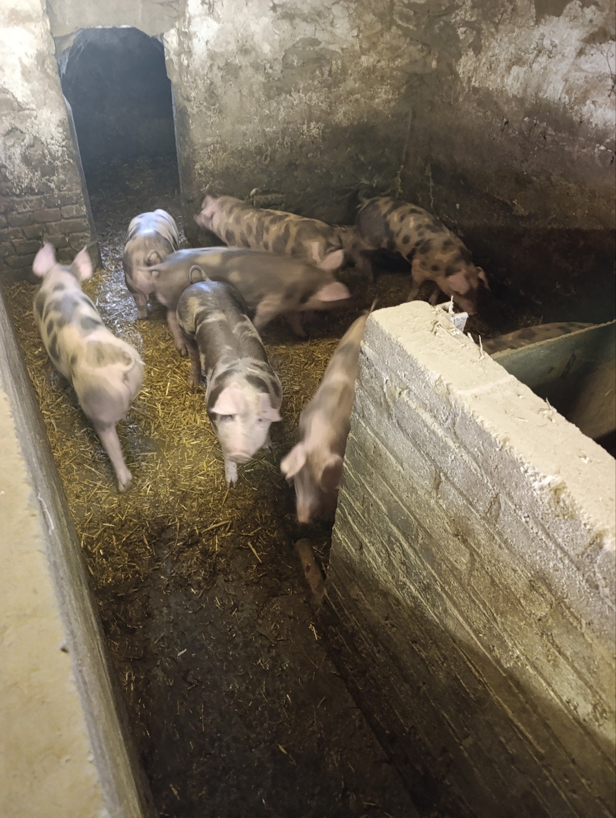 te koop pitran Piétrain biggen varkens