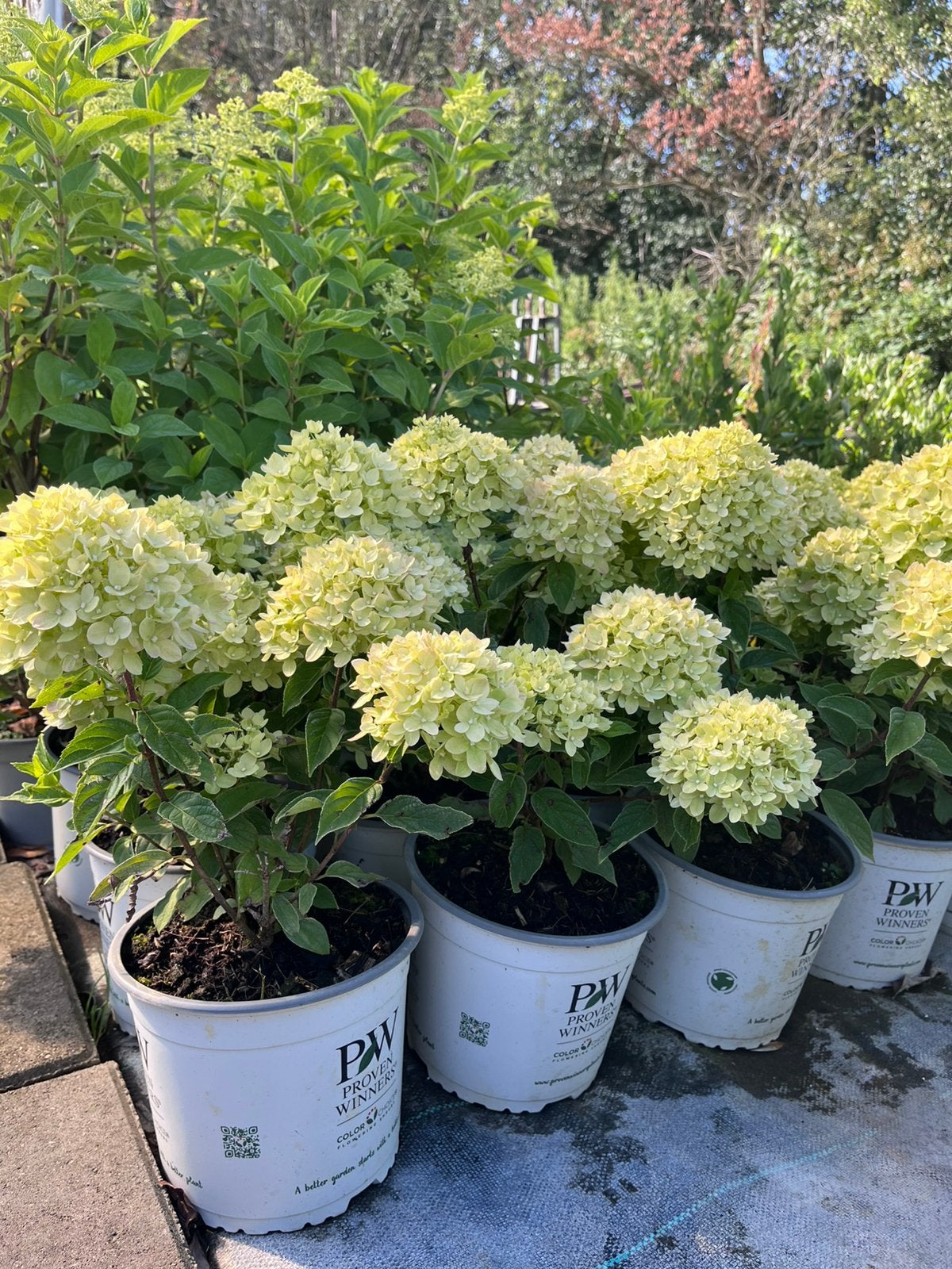 Hydrangea paniculata 'Little Lime' 3 liter pot