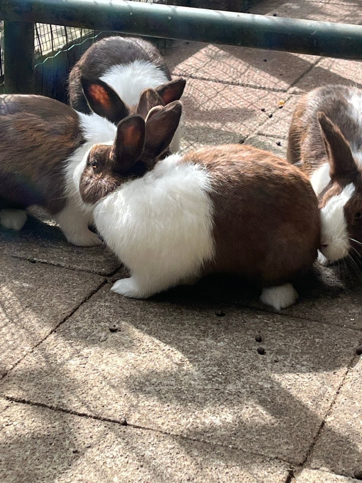 Konijnen, Dieren en Toebehoren, Konijnen, Vrouwelijk