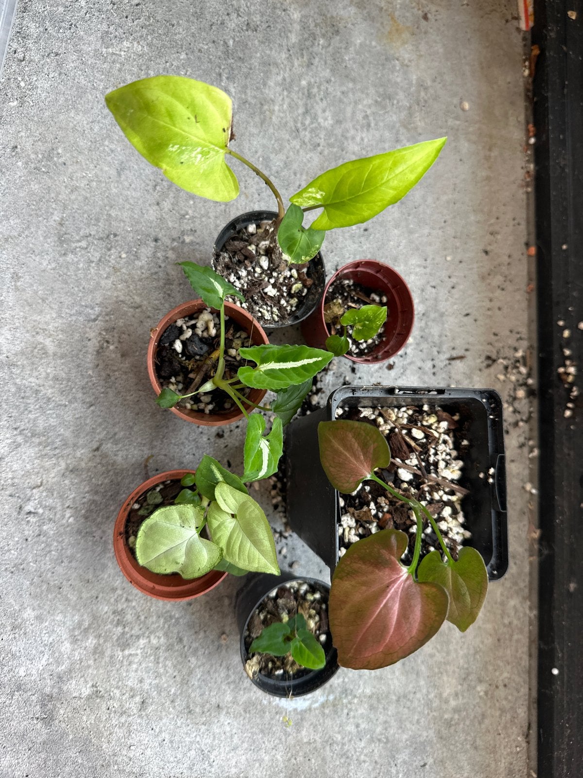Syngonium mini's pakketje met verschillende soorten, Ophalen of Verzenden, Halfschaduw, Minder dan 100 cm