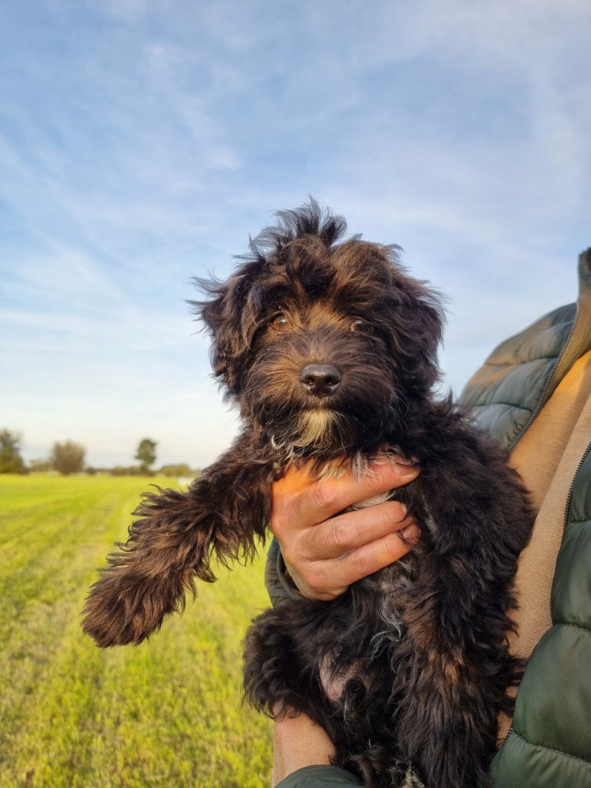 Vrolijke jonge (maltipoo) reu, 15 weken tot 1 jaar, CDV (hondenziekte), Eén hond, Nederland