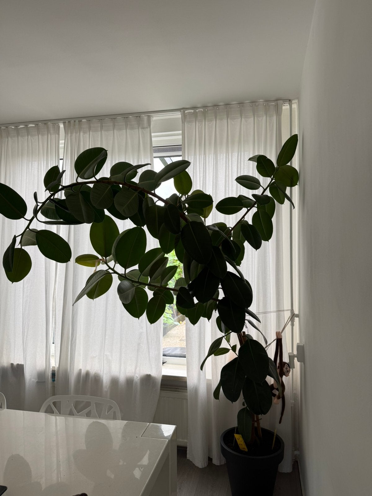 Rubberboom (ficus elastica robusta), Ophalen, Ficus, Halfschaduw, 200 cm of meer