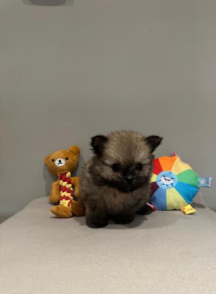 Pomchi, Parvo, 8 tot 15 weken, Meerdere, Nederland