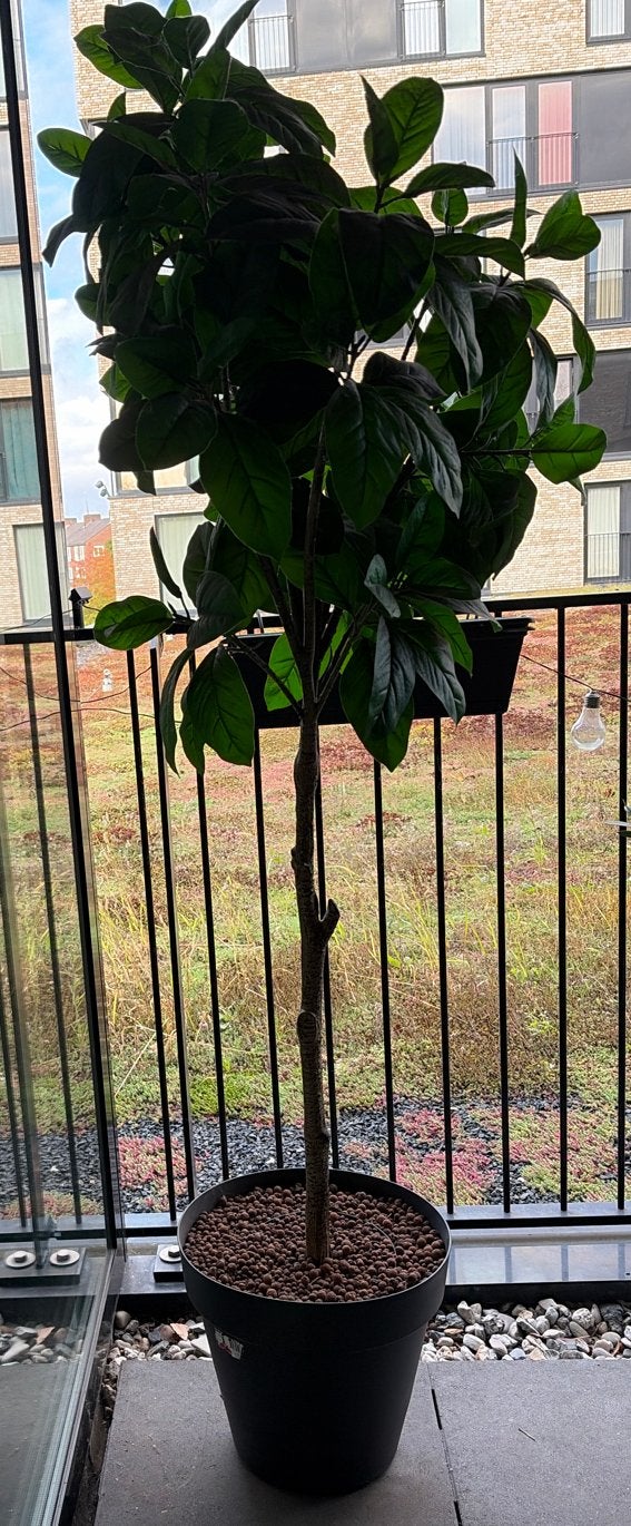 IKEA Kunstplant in grote pot, 202 cm hoog, ideaal balkon, Ophalen, Binnen, Kunstplant, Kunststof
