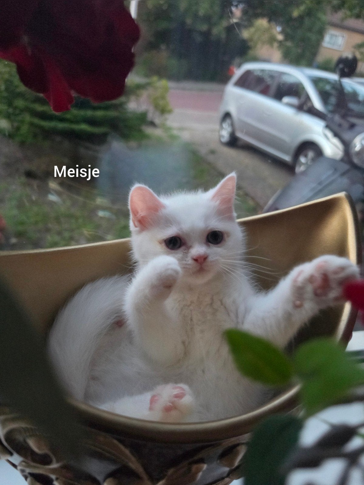 British Shorthair  | Brits korthaar kittens, Meerdere dieren