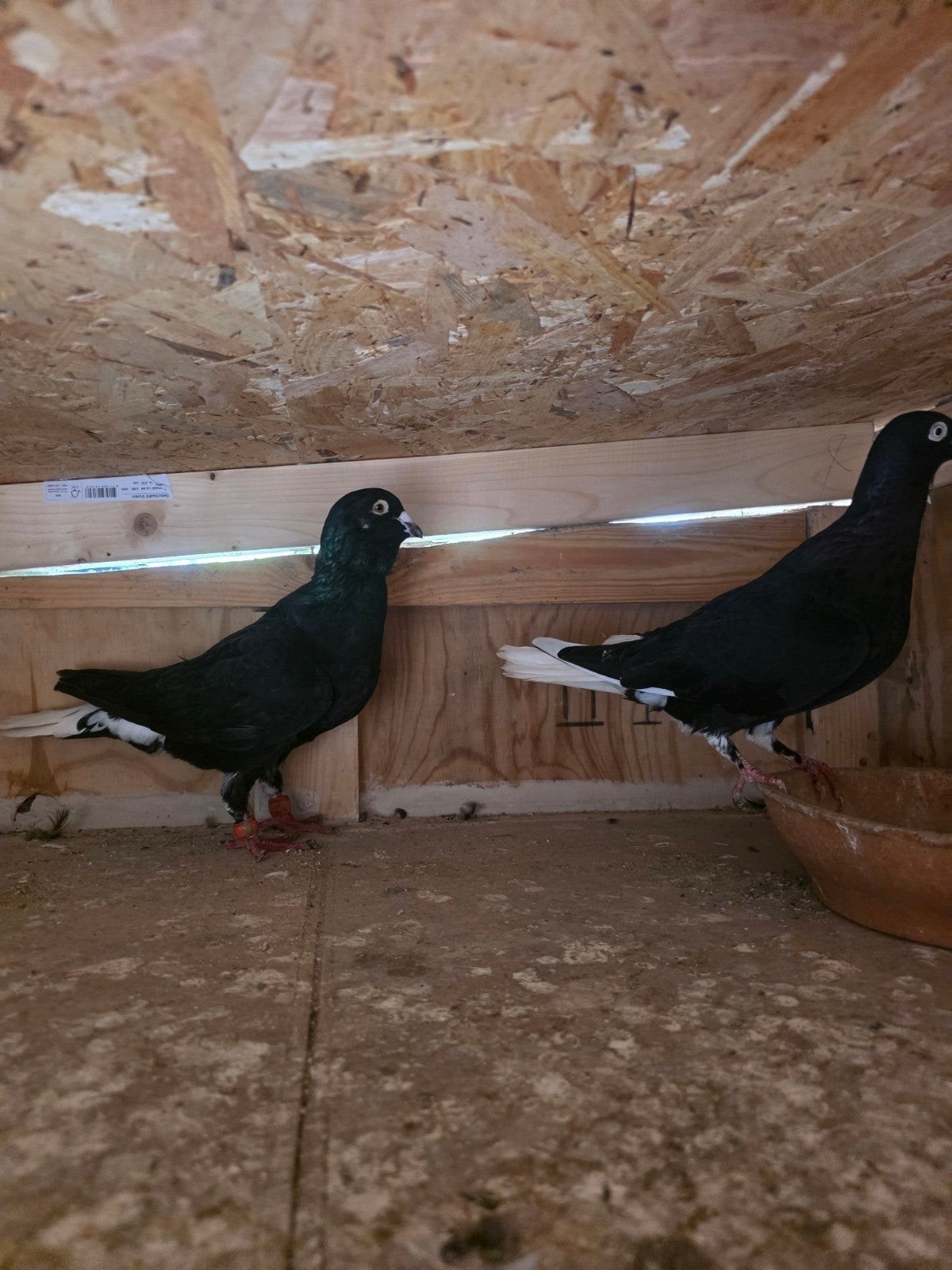 witstaart duiven, Dieren en Toebehoren