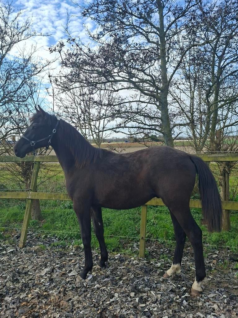 Zwarte jaarling hengst Nalegro x Elite, Dieren en Toebehoren, Paarden, Minder dan 160 cm, Met stamboom, Niet van toepassing, Dressuurpaard