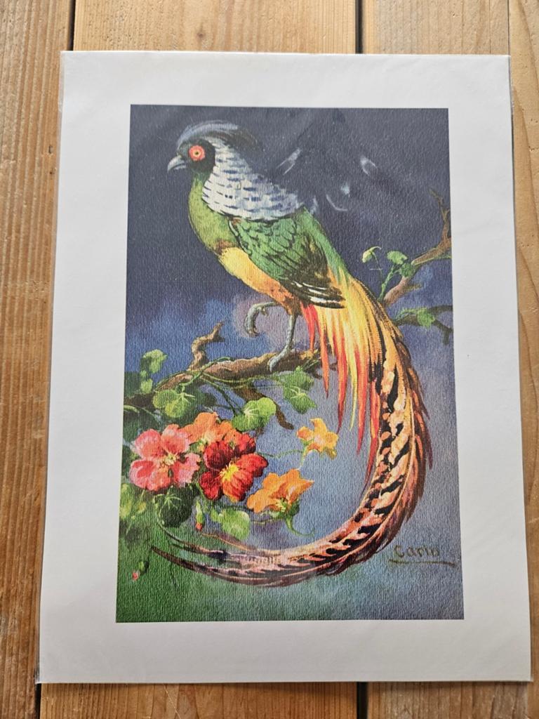 Twee platen met afbeelding van vogel NIEUW, Antiek en Kunst, Kunst | Tekeningen en Foto's, Ophalen