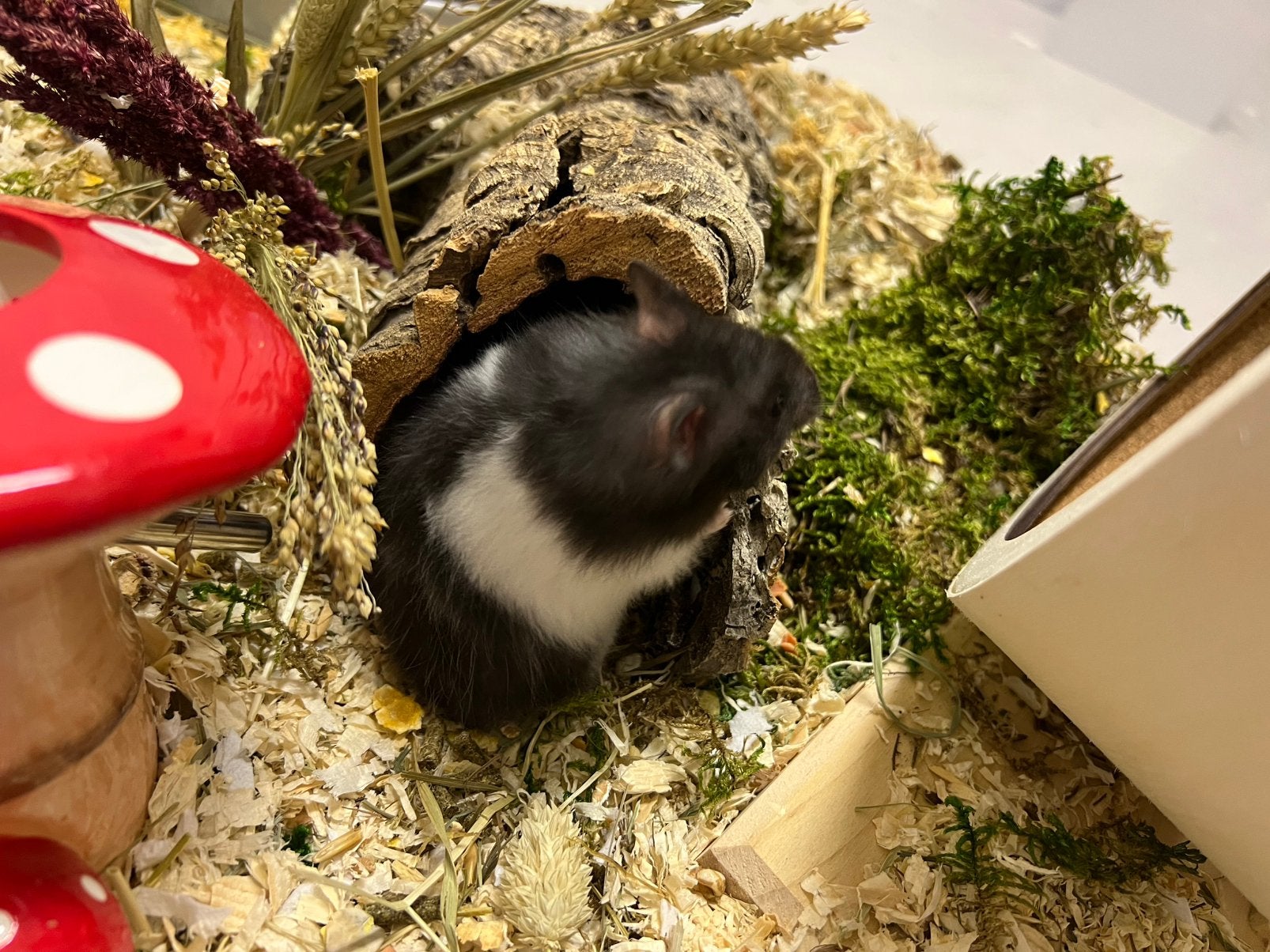 Syrische hamster Morey, Hamster, Vrouwelijk, Mei, Tam