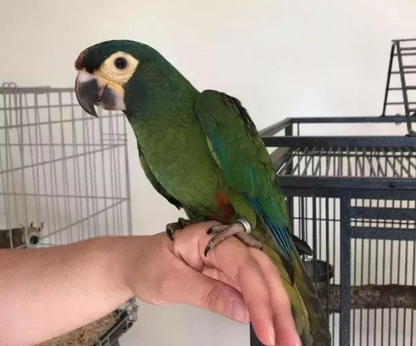 Jonge handtamme Ara Maracana, Dieren en Toebehoren, Vogels | Parkieten en Papegaaien, Mannelijk, Papegaai, Pratend