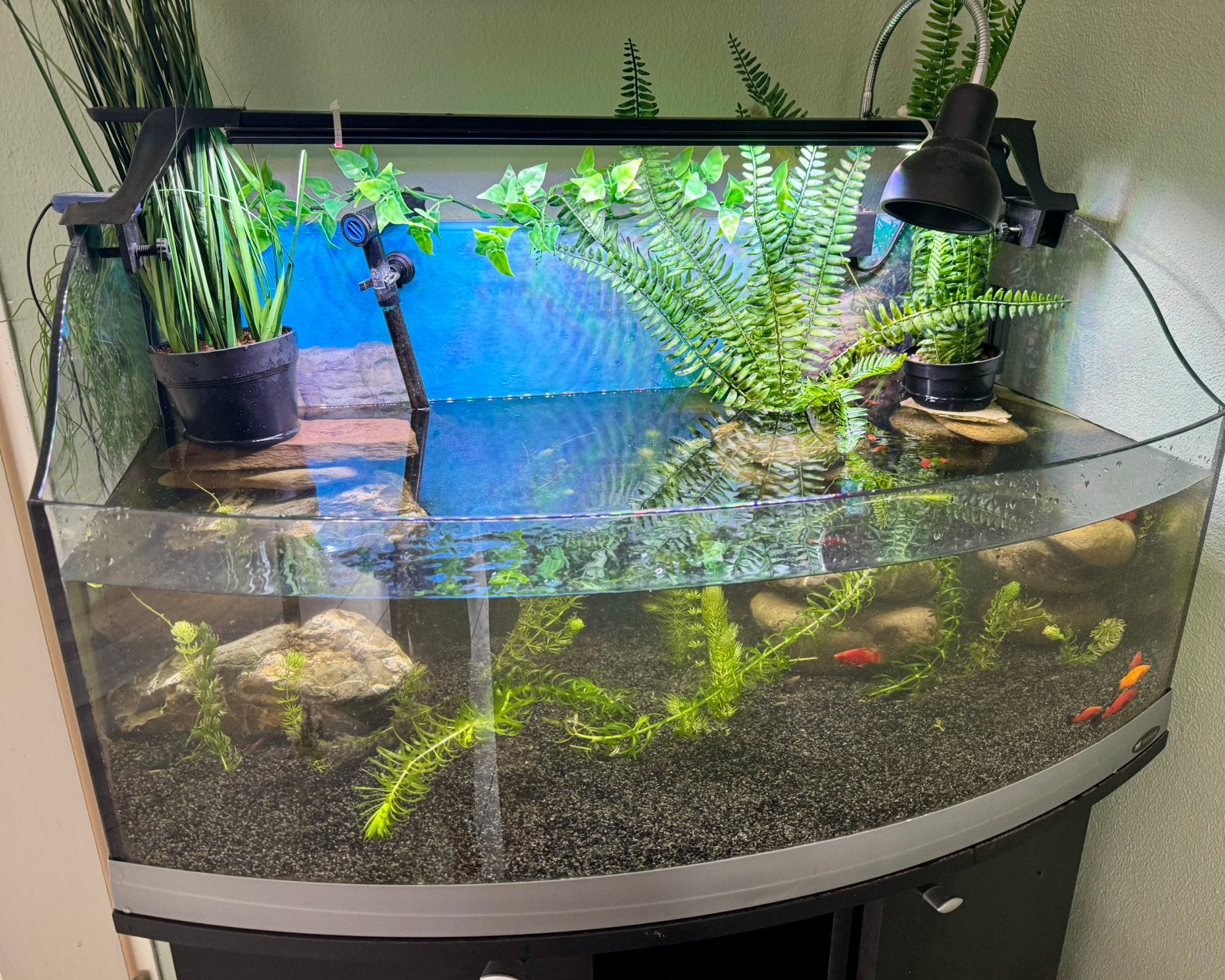 Schildpadden Aqua/Terriarium