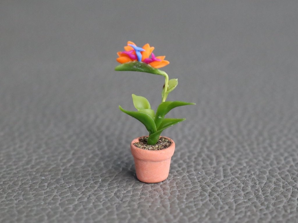 Flamingoplant (strelitzia)., Ophalen of Verzenden, Nieuw, Gebruiksvoorwerp