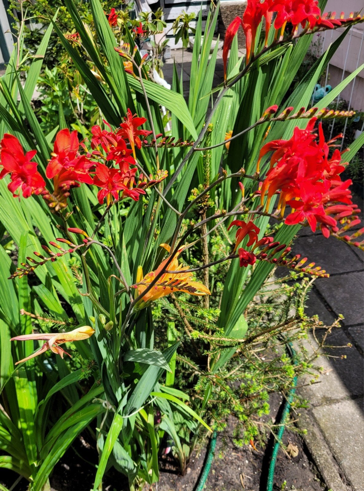 Levendige Crocosmia 'Lucifer' - Vurige Rode Bloemen, Ophalen of Verzenden