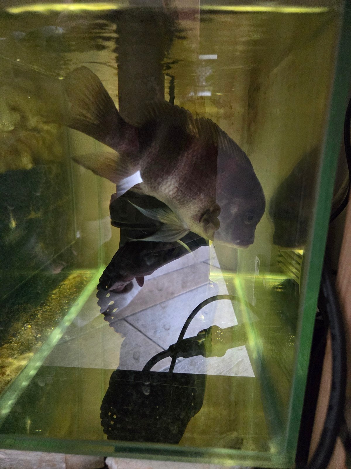 Frontosa cichliden vis, Zoetwatervis