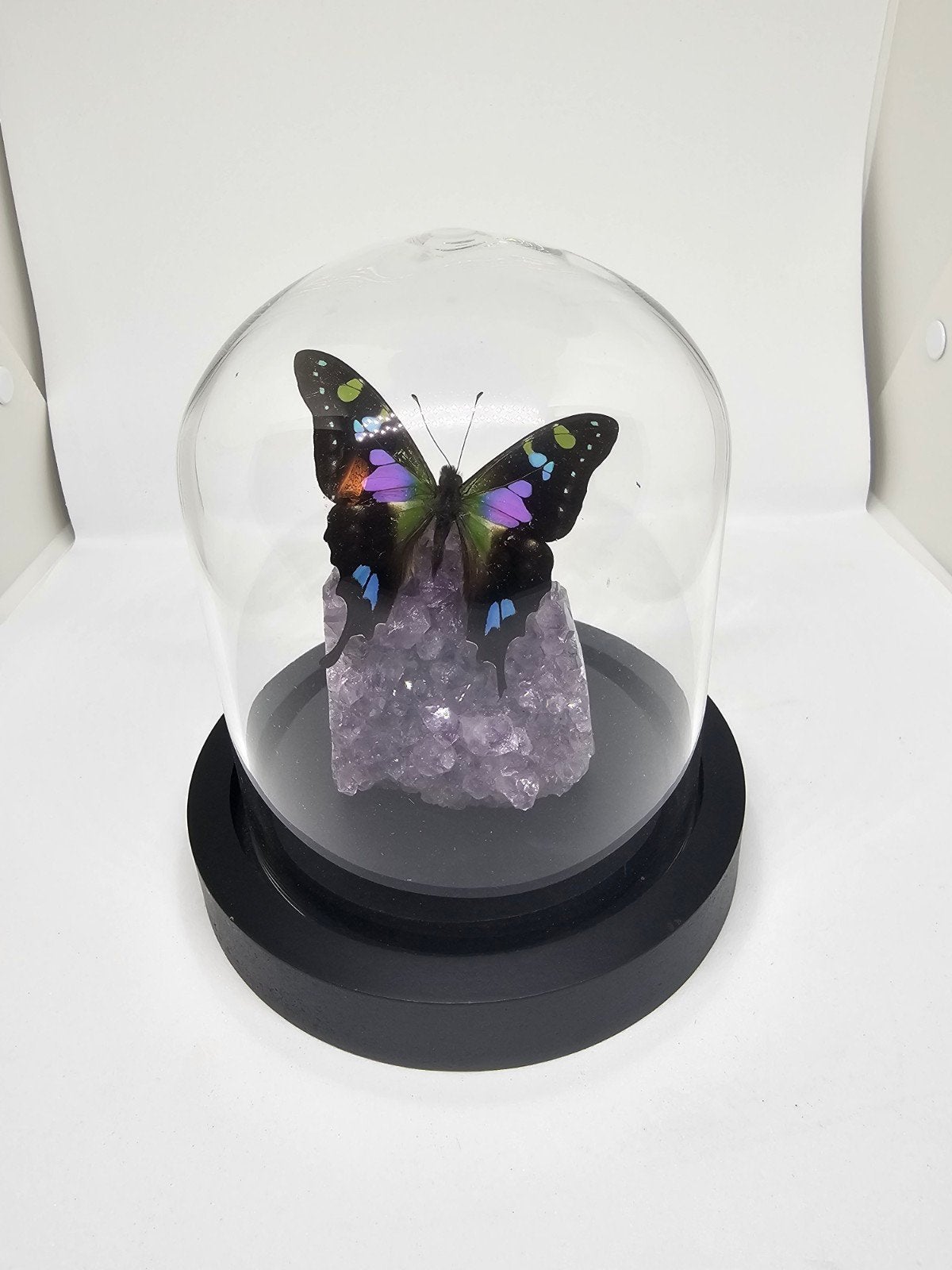 Graphium weiskei op amethist in glazen stolp, Ophalen of Verzenden, Nieuw, Insect, Opgezet dier
