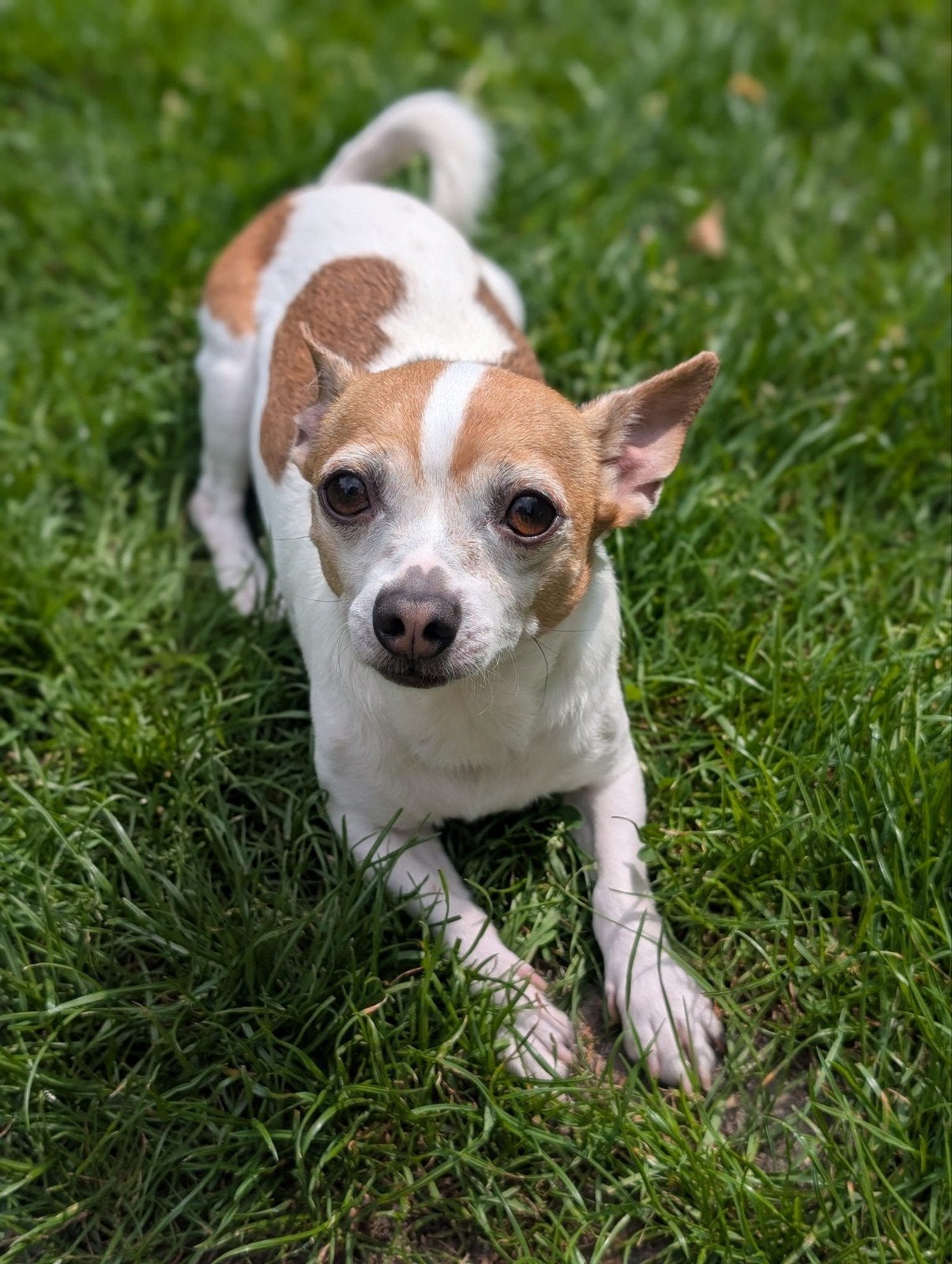 zeer lief chihuahua reutje, Dieren en Toebehoren, Honden | Chihuahua's en Gezelschapshonden, Reu, CDV (hondenziekte), Eén hond