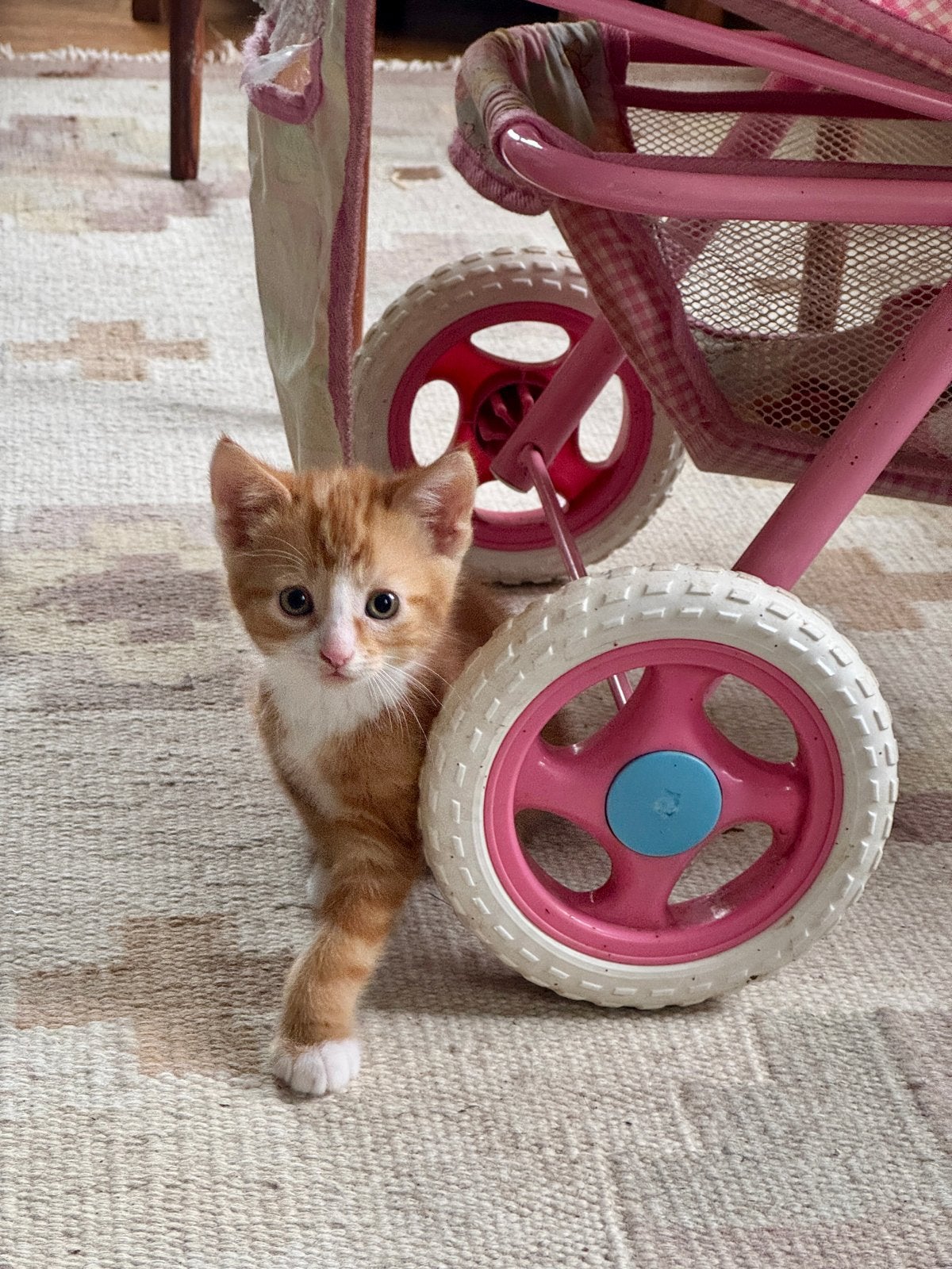 Kittens van de boerderij, Dieren en Toebehoren, Katten en Kittens | Overige Katten, Meerdere dieren