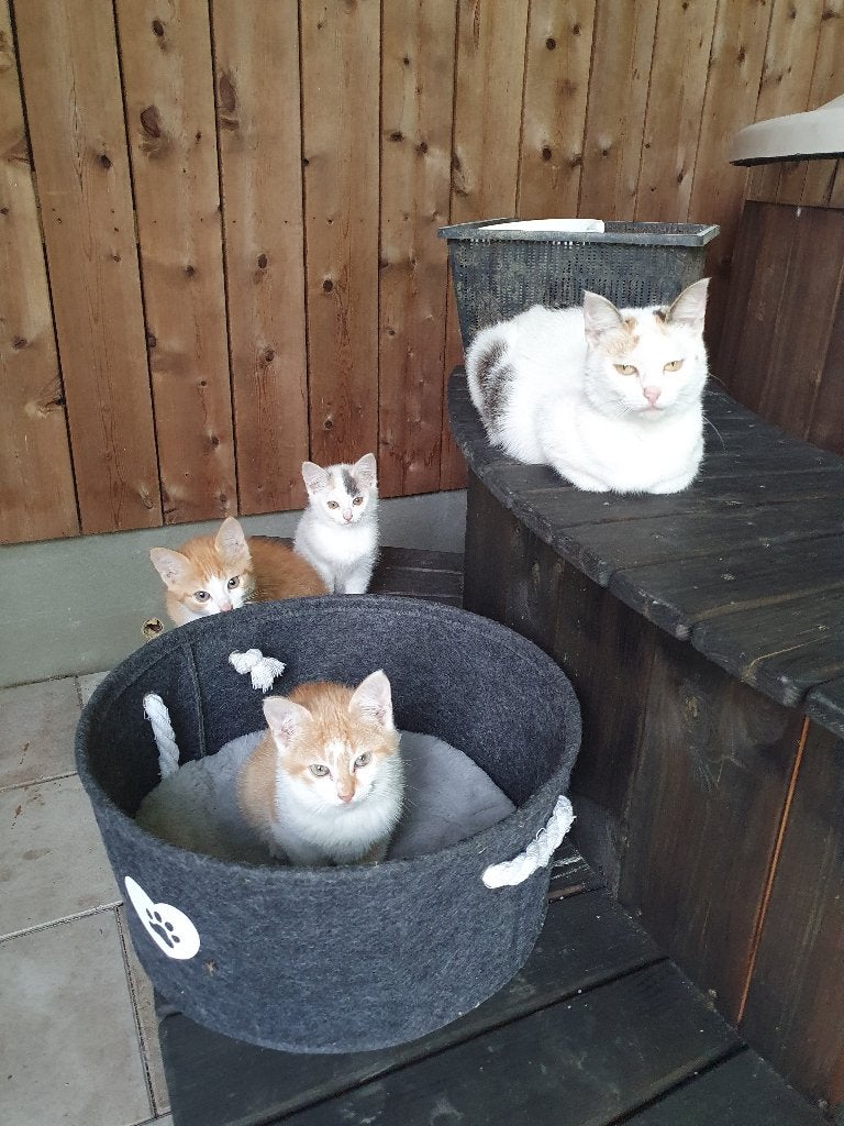 Boerderij kittens, Meerdere dieren, Kortharig, 0 tot 2 jaar