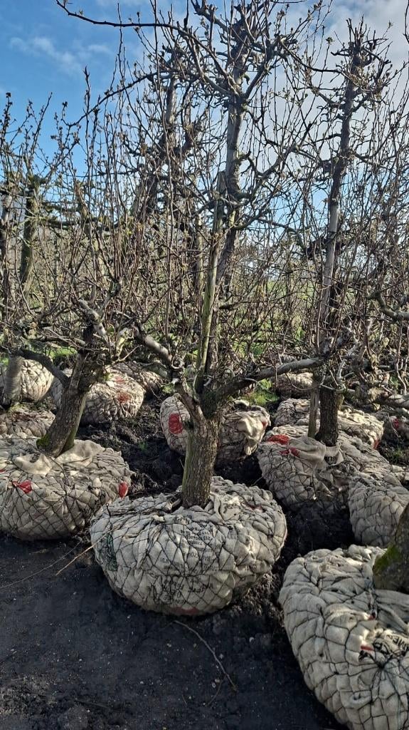Conference Handpeer Perenboom 38 jaar oud, Tuin en Terras, Planten | Fruitbomen, Ophalen, 250 tot 400 cm, Perenboom, Lente