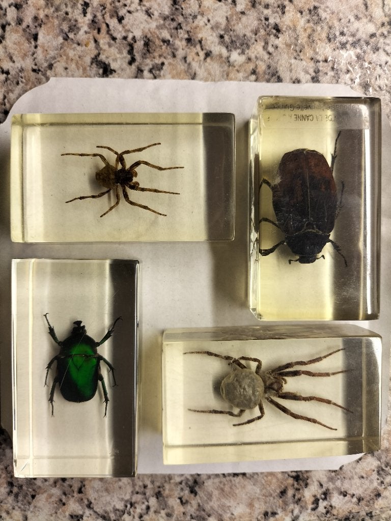 4 Insekten in hars, Spin of Schorpioen