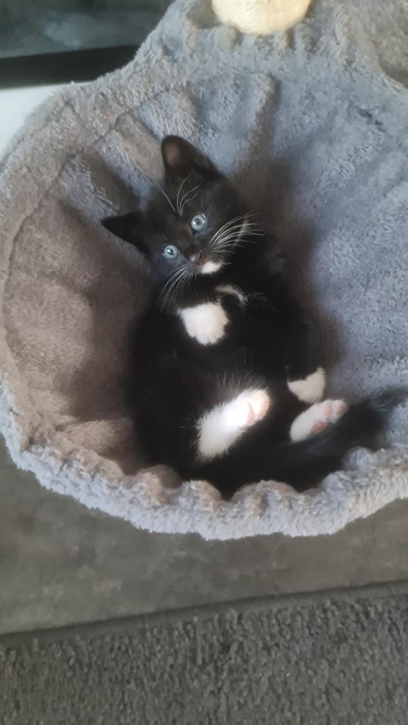 Kittens, Dieren en Toebehoren, Poes