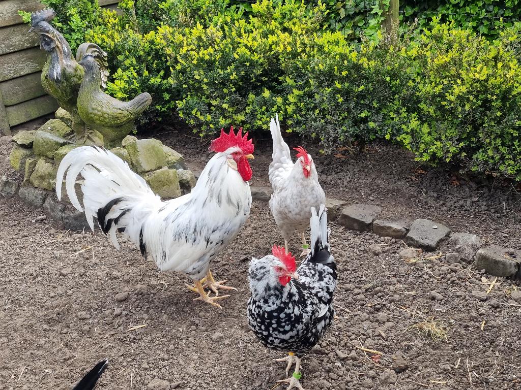 Bonte leghorn (zwart / blauwbont), Dieren en Toebehoren, Meerdere dieren, Kip