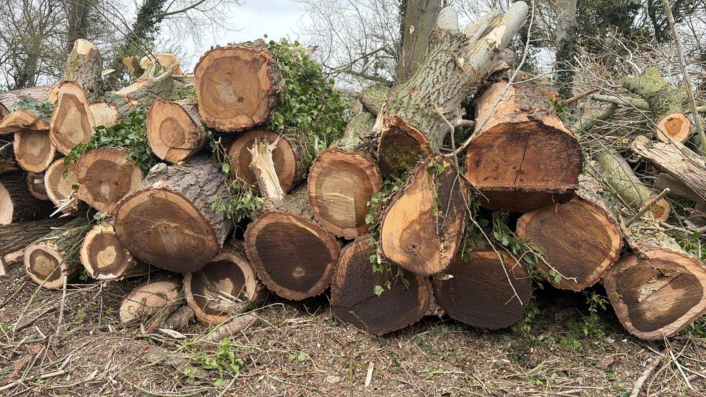 Populier stammen, Tuin en Terras, Haardhout, Stammen, Overige houtsoorten, 6 m³ of meer, Ophalen