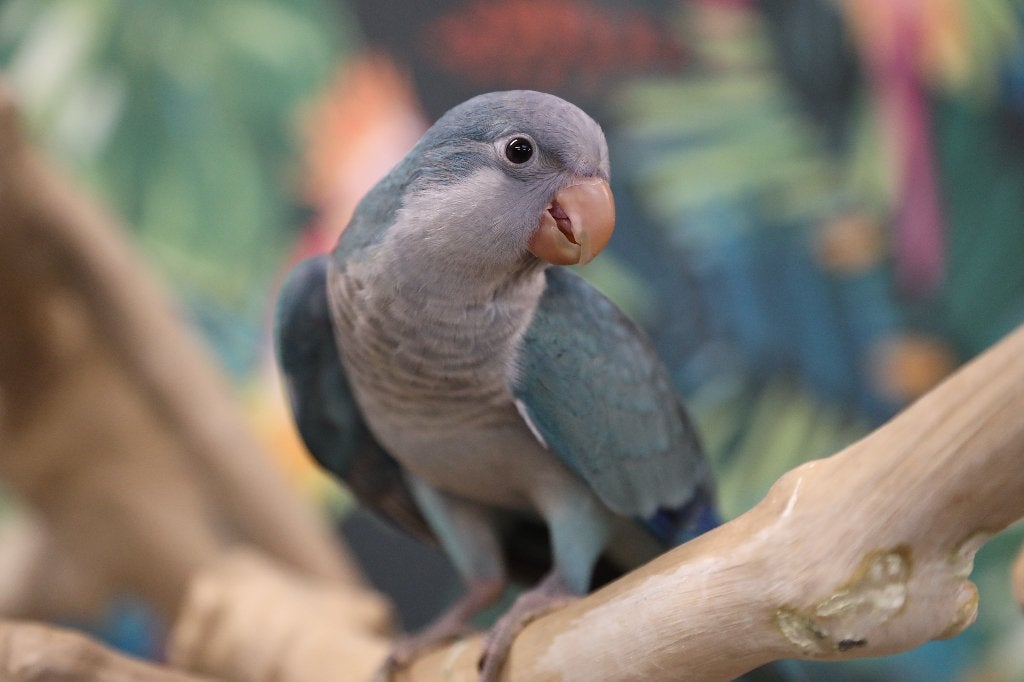Jonge Baby Muisparkieten | Handtam | Div. Kleuren, Dieren en Toebehoren, Vogels | Parkieten en Papegaaien, Meerdere dieren, Parkiet