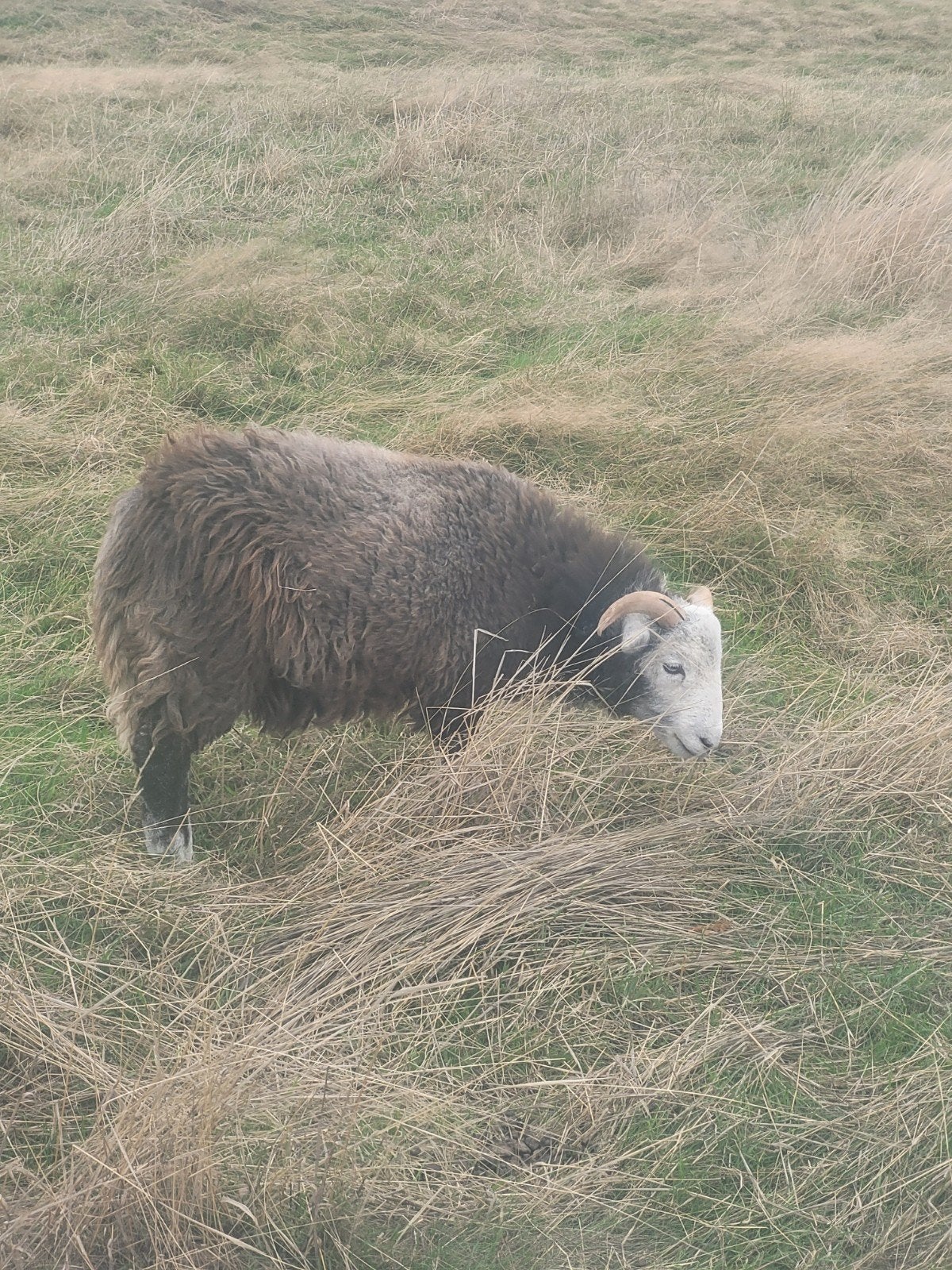 Herdwicks en Scottish BF ramlammeren, Dieren en Toebehoren, Mannelijk, Schaap, 0 tot 2 jaar