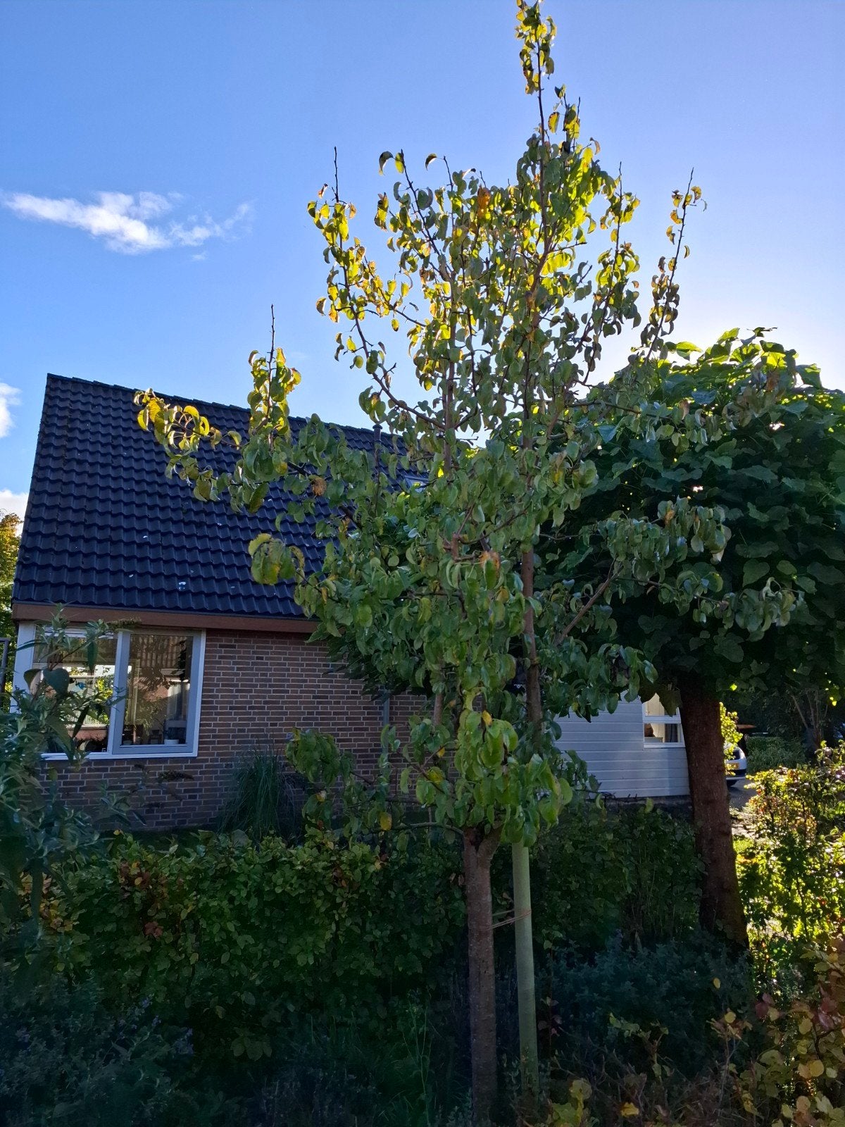 Handperenboom 5 meter hoog Doyenné du Comice, Ophalen, Volle zon, Overige soorten, 400 cm of meer