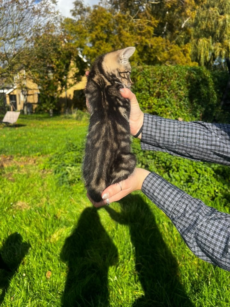 Kittens te koop, Dieren en Toebehoren, Meerdere dieren, 0 tot 2 jaar