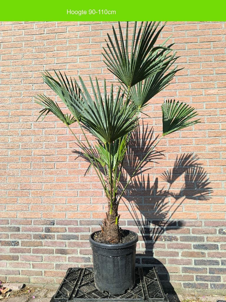 Palmboom | Trachycarpus Wagnerianus, Volle zon, Vaste plant, Bloeit niet, Ophalen