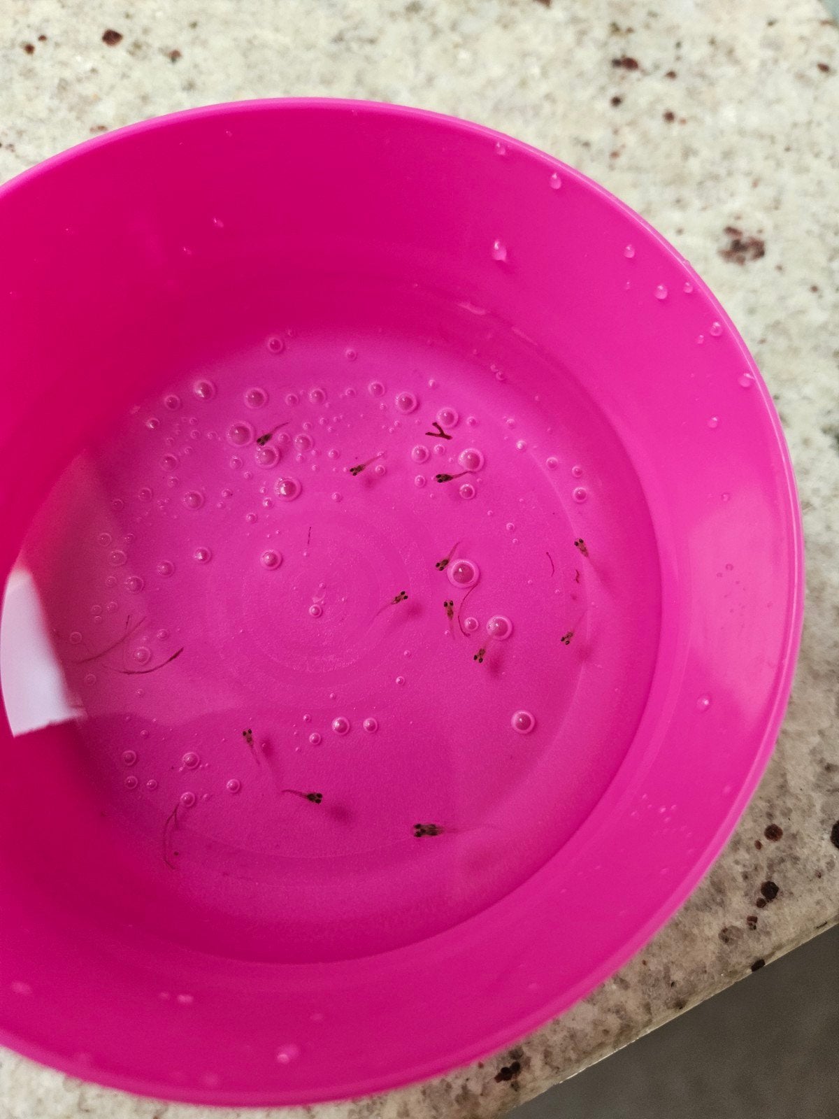 guppies, Dieren en Toebehoren, Ophalen