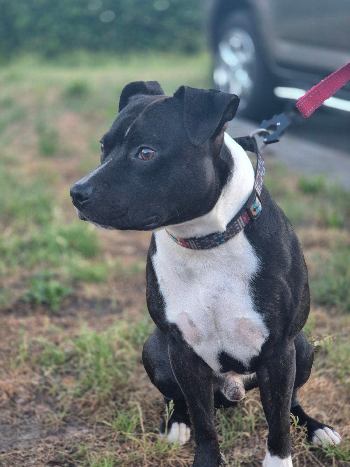 Dekreu stafford, Dieren en Toebehoren, Reu, 1 tot 2 jaar, Parvo, Eén hond
