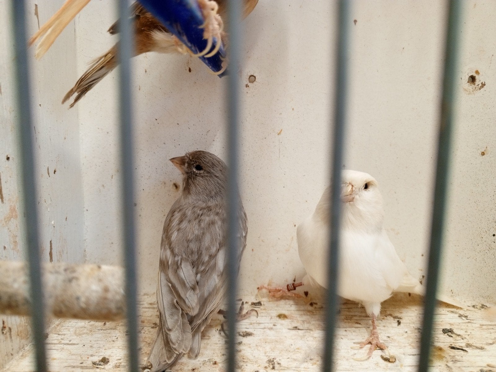 Landgraaf, Dieren en Toebehoren, Meerdere dieren, Kleurkanarie