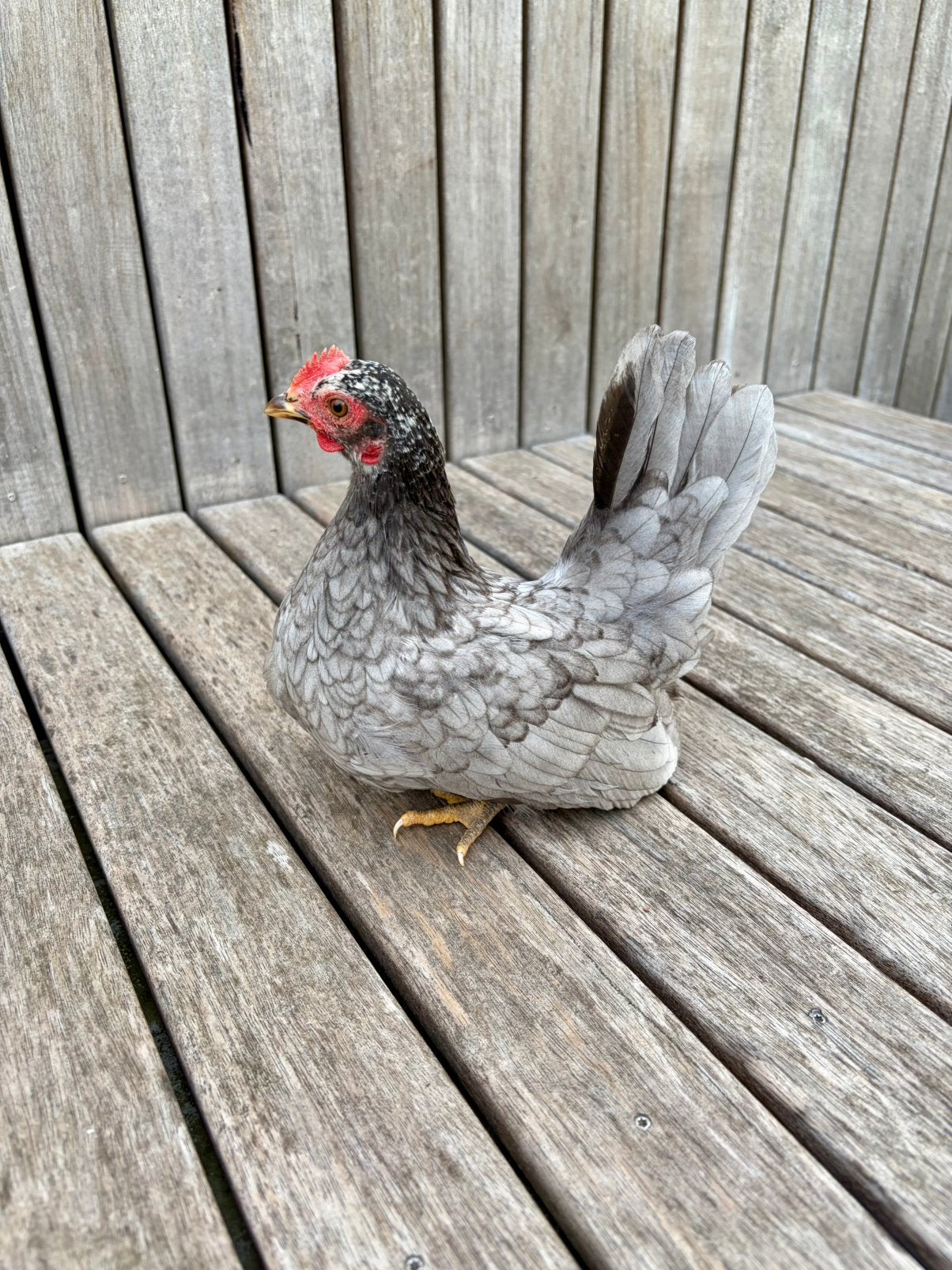 Serama hennen - krielkippen, Dieren en Toebehoren, Pluimvee, Kip, Vrouwelijk