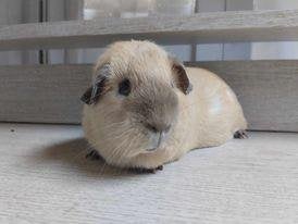 Gezocht: cavia castraat californian, Dieren en Toebehoren, Knaagdieren, Augustus, Mannelijk, Cavia