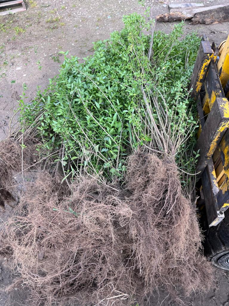 Liguster haagplanten - Direct uit de grond, Overige soorten, Volle zon, Vaste plant, Ophalen of Verzenden