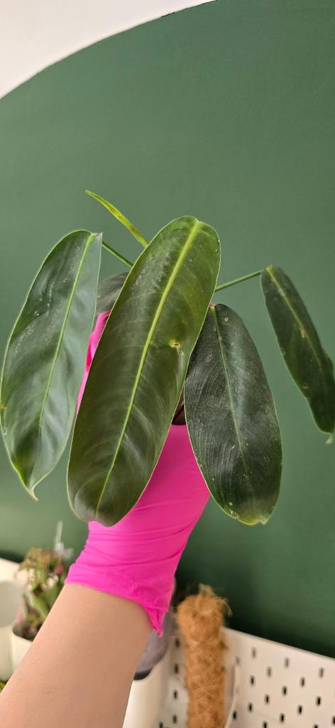 Baby philodendron Patriciae, Huis en Inrichting, Kamerplanten, Ophalen of Verzenden, Halfschaduw, Minder dan 100 cm
