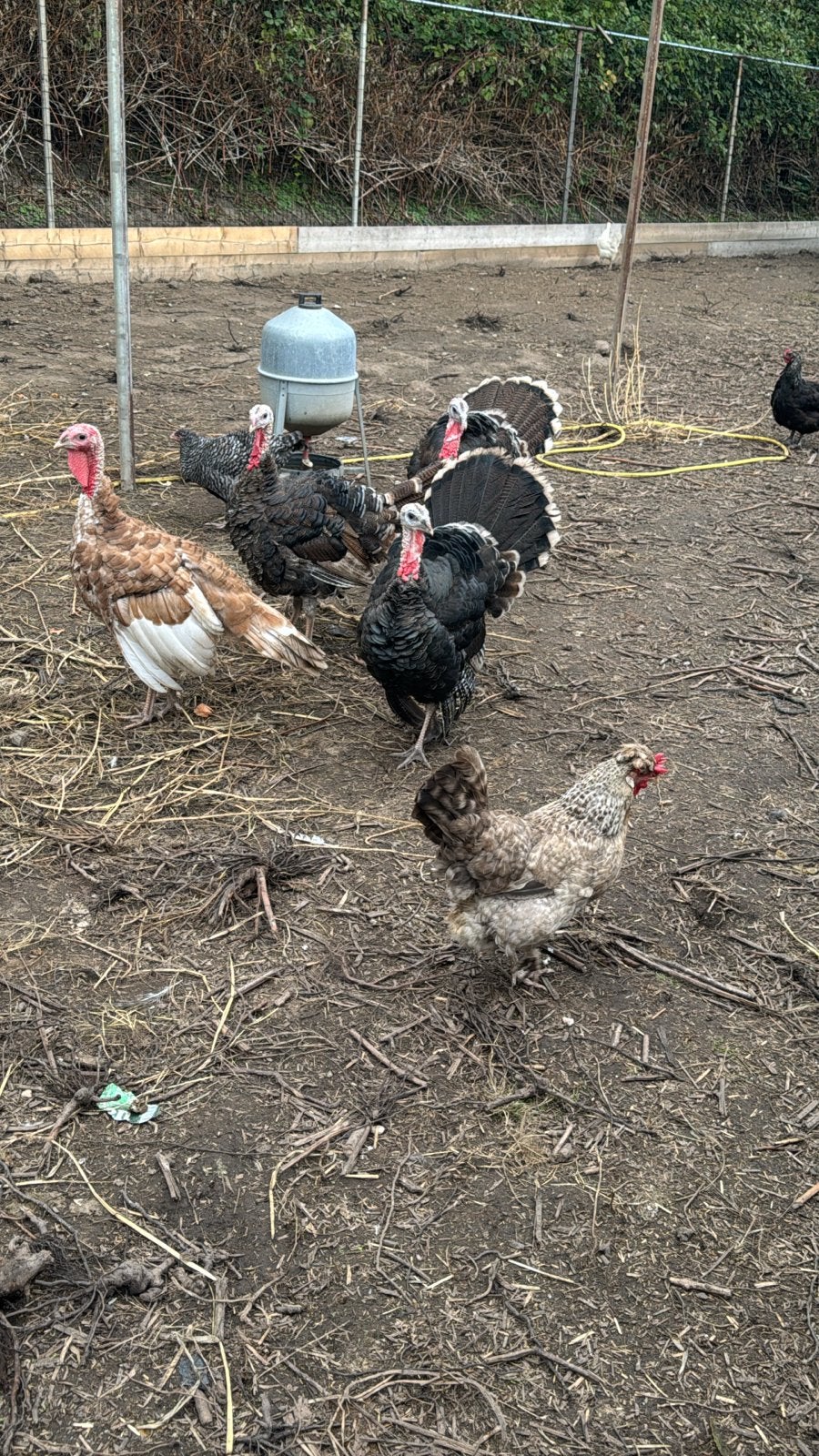 Red bourbon en 2 Ronquières (kalkoen), Dieren en Toebehoren, Pluimvee, Mannelijk, Kalkoen